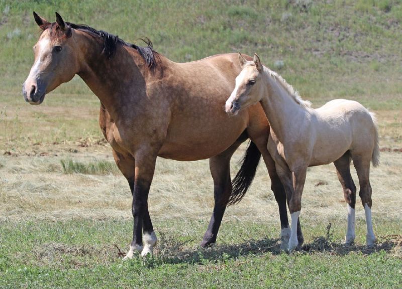 051 - Cisco Miss Glitter filly